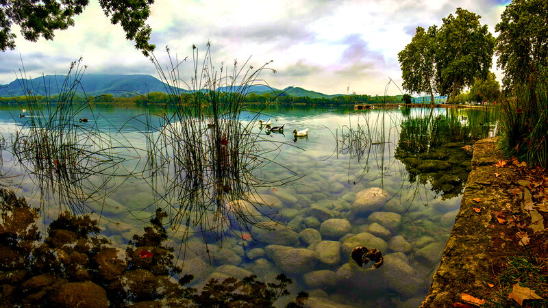 Ducks Swimming in Lake — Green, Serene