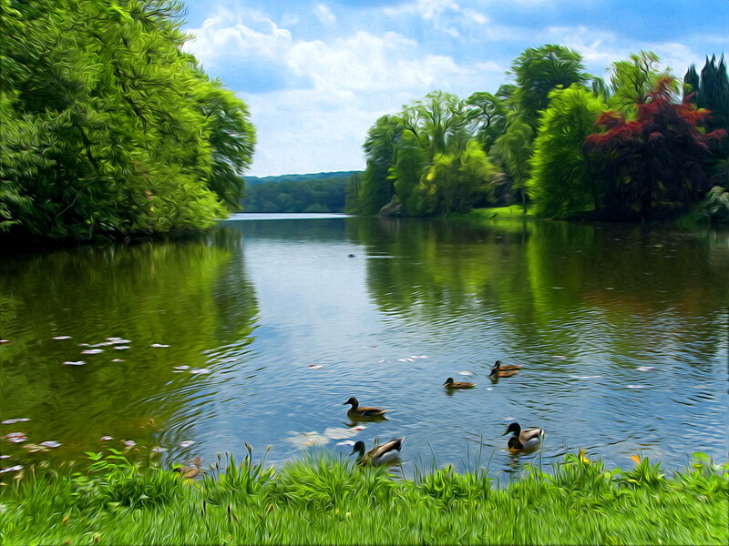 Ducks Swimming in Lake — Green