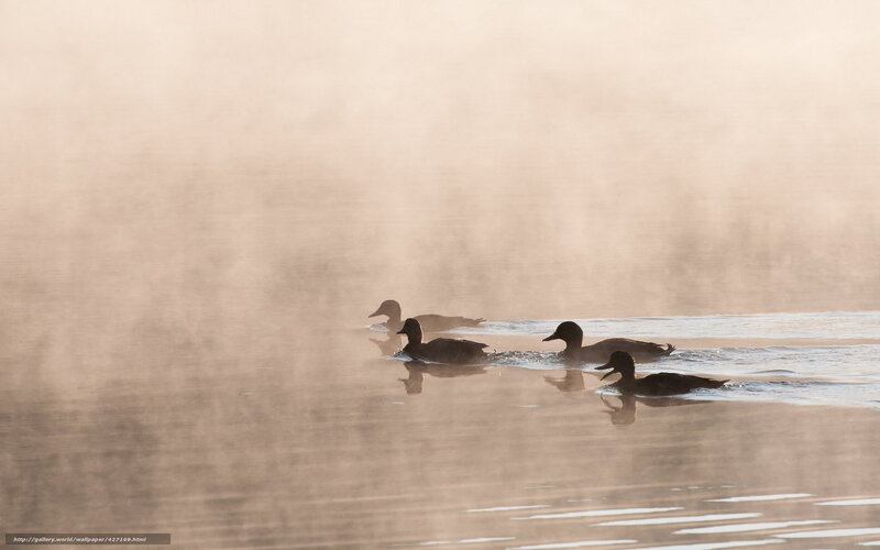 Ducks Swimming in Mist — Brown