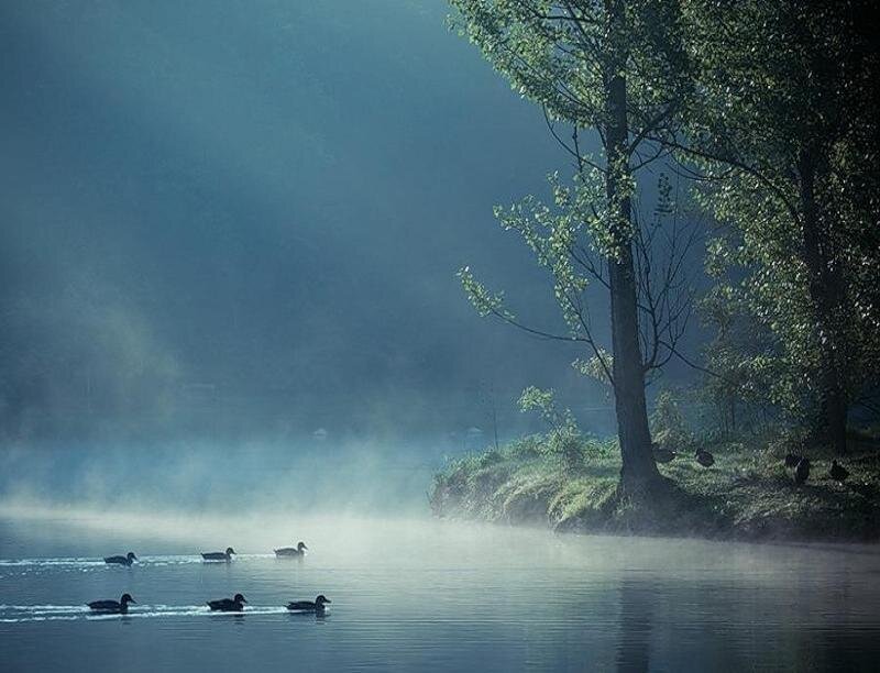 Ducks Swimming in Mist