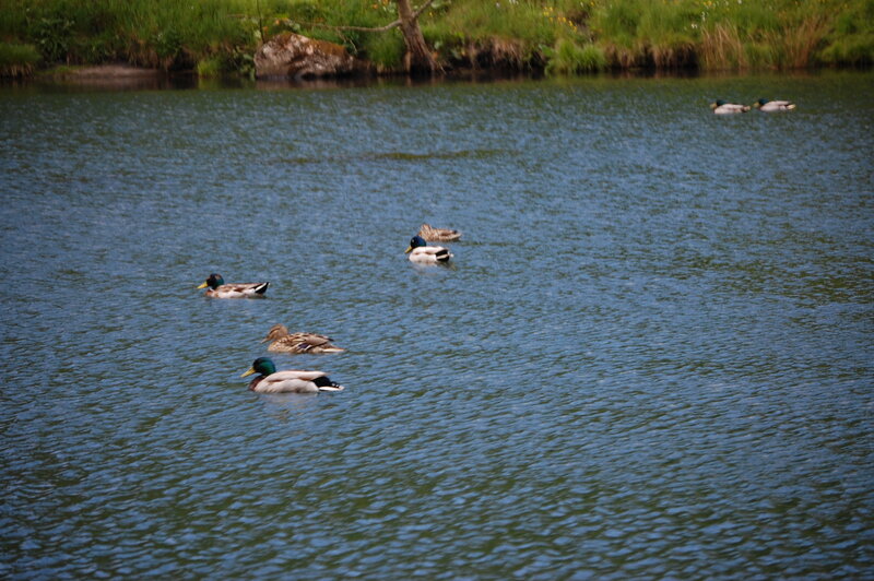 Ducks Swimming in Pond — Blue, Calm