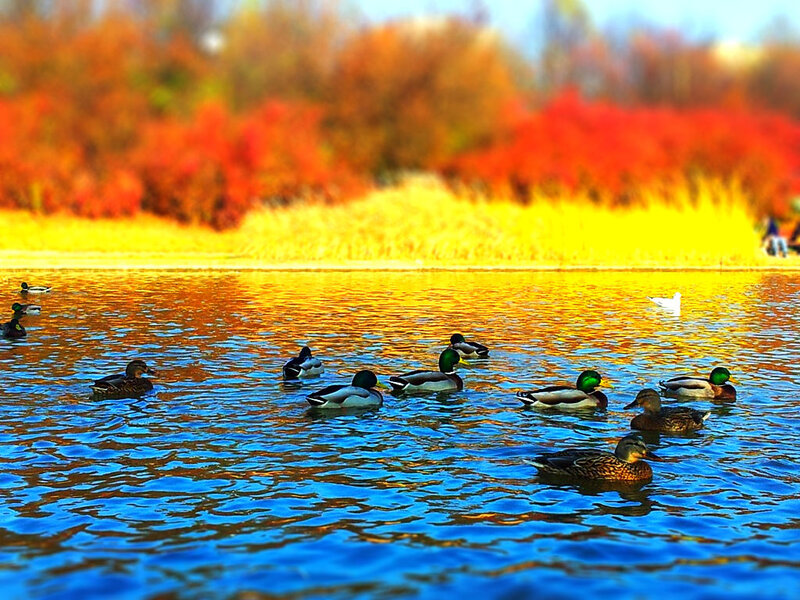 Ducks Swimming in Pond — Blue, Serene