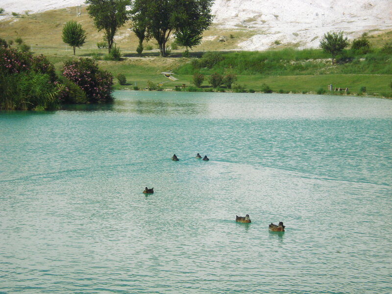 Ducks Swimming in Pond — Blue