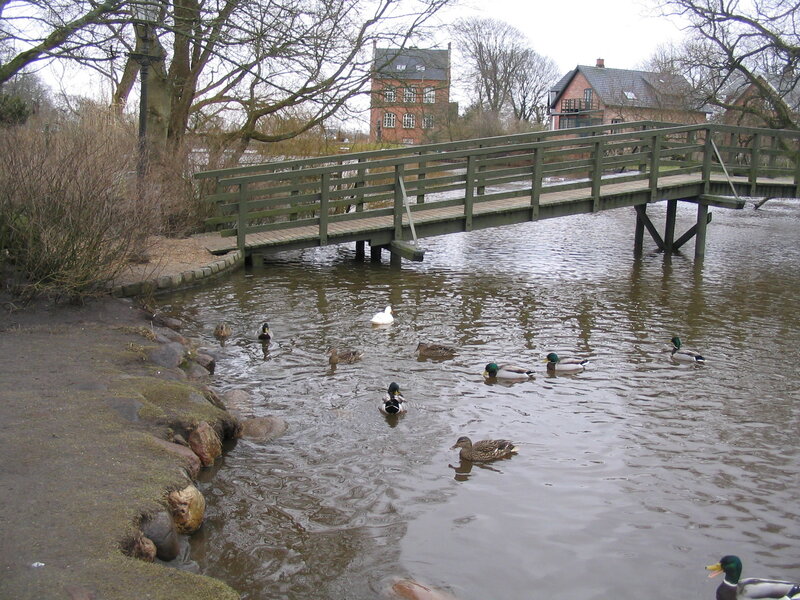 Ducks Swimming in Pond — Brown