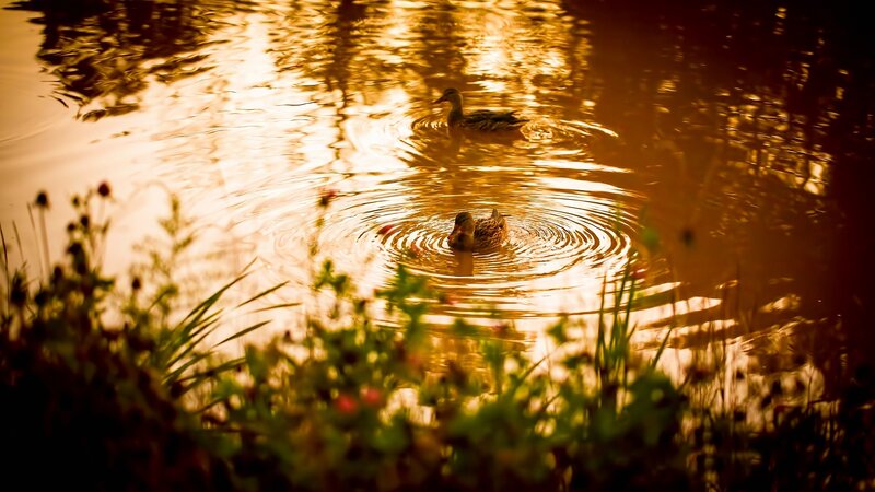 Ducks Swimming in Pond — Gold, Serene