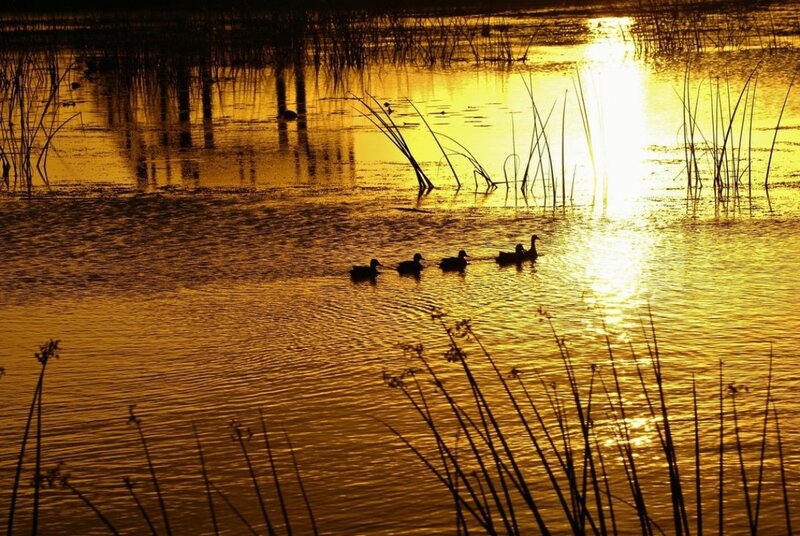 Ducks Swimming in Pond — Gold