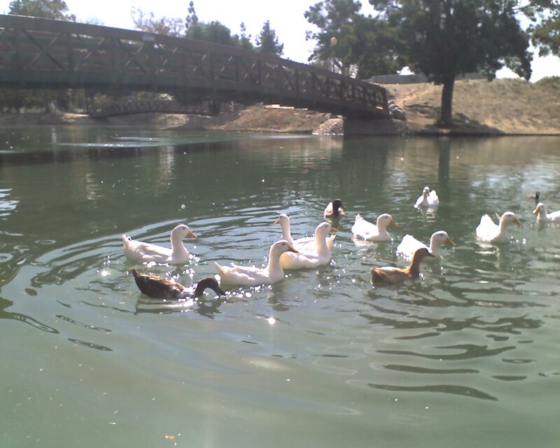 Ducks Swimming in Pond — Green, Calm, Afternoon