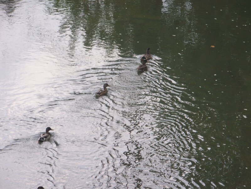 Ducks Swimming in Pond — Green, Calm, Photograph, Trees