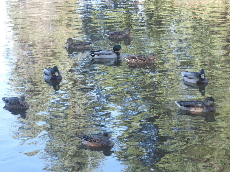 Ducks Swimming in Pond — Green, Calm