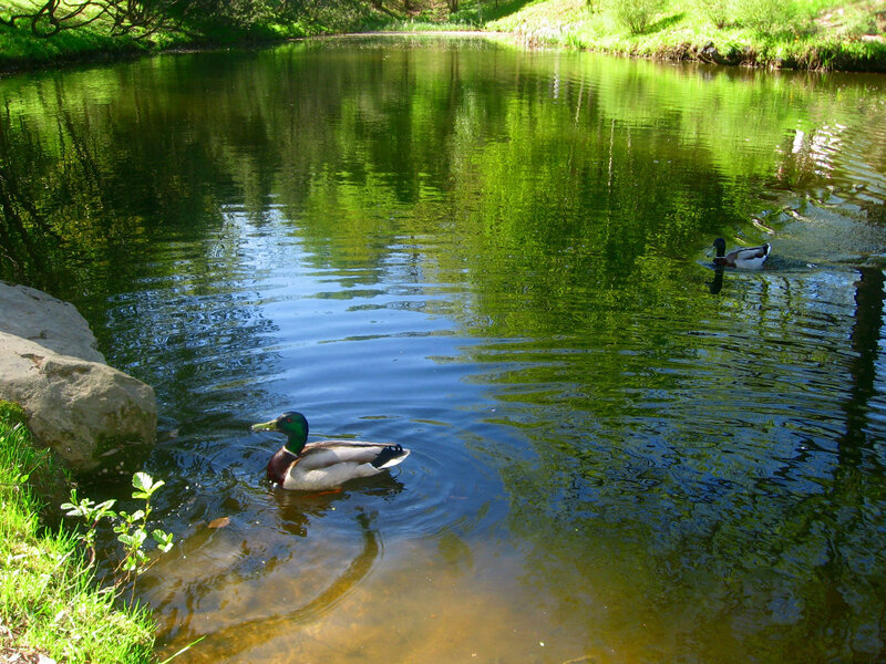 Ducks Swimming in Pond — Green, Serene, Afternoon, Photograph