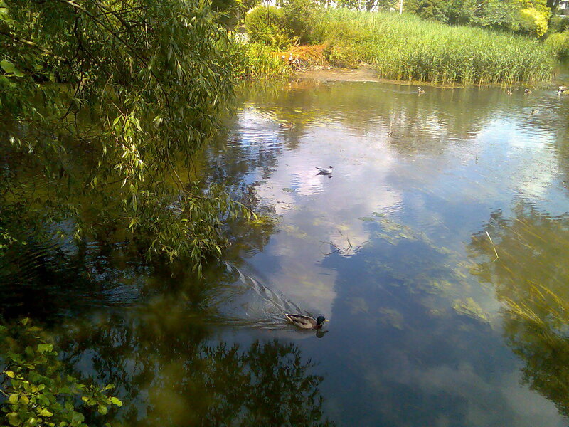 Ducks Swimming in Pond — Green, Serene, Afternoon, Photograph, Trees, Birds