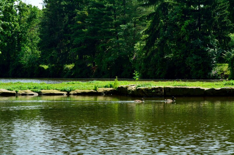 Ducks Swimming in Pond — Green, Serene, Afternoon, Photograph, Trees, Grass