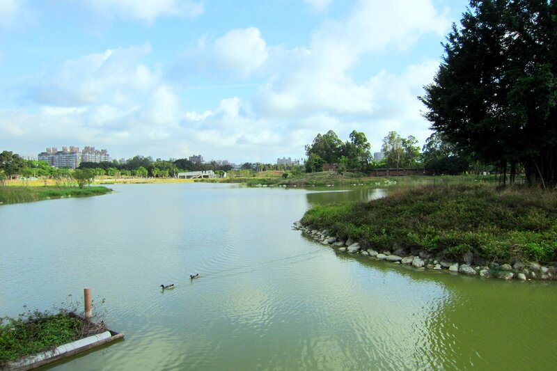 Ducks Swimming in Pond — Green, Serene, Afternoon, Photograph, Trees