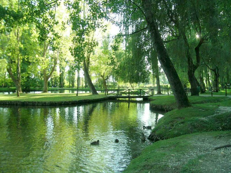 Ducks Swimming in Pond — Green, Serene, Afternoon
