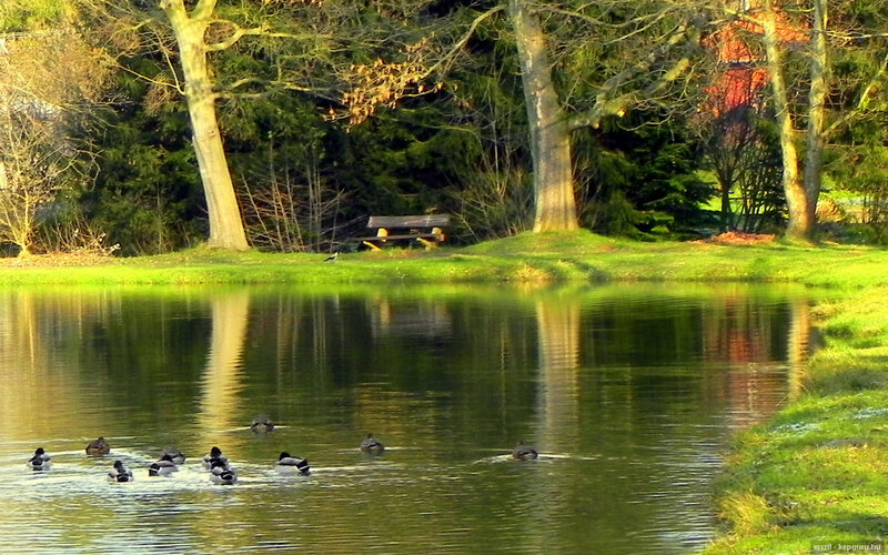 Ducks Swimming in Pond — Green, Serene, Autumn, Photograph