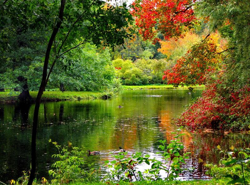 Ducks Swimming in Pond — Green, Serene, Autumn, Photograph, Trees