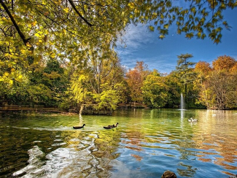 Ducks Swimming in Pond — Green, Serene, Autumn