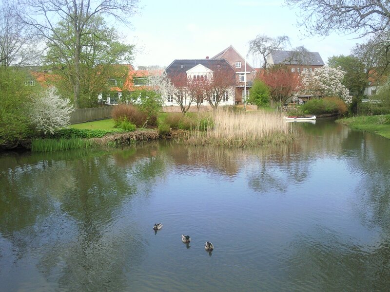 Ducks Swimming in Pond — Green, Serene, Spring