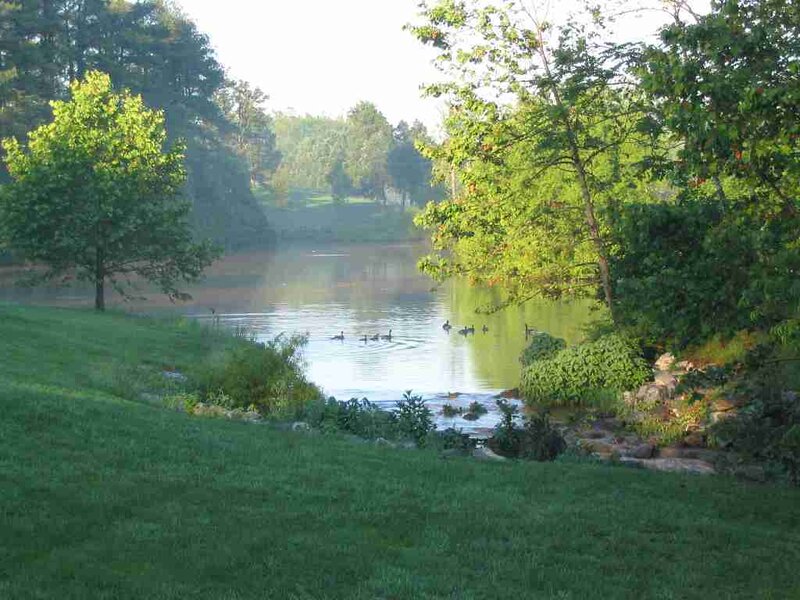 Ducks Swimming in Pond — Green, Serene