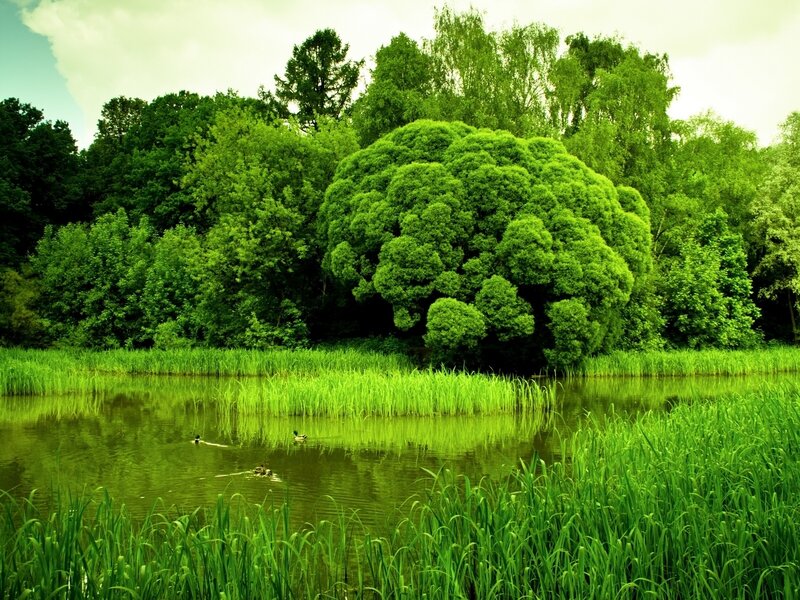 Ducks Swimming in Pond — Green