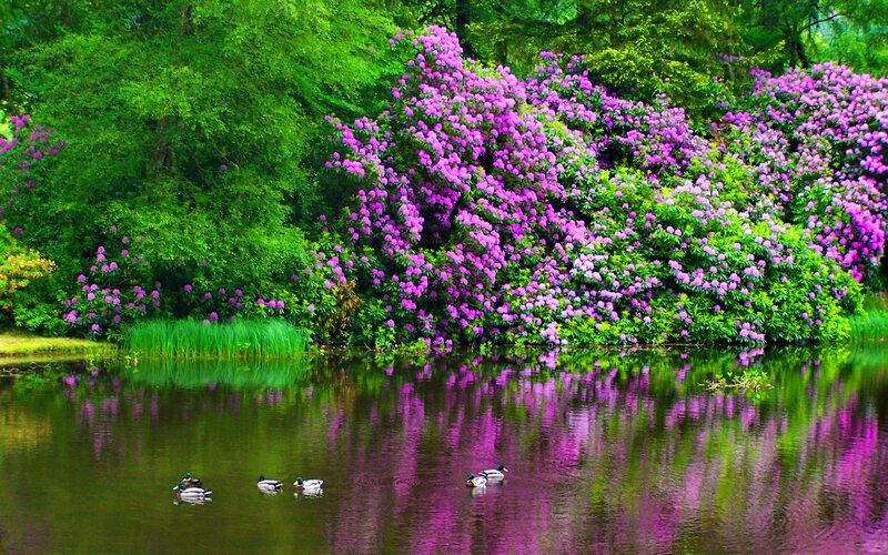 Ducks Swimming in Pond — Purple, Serene