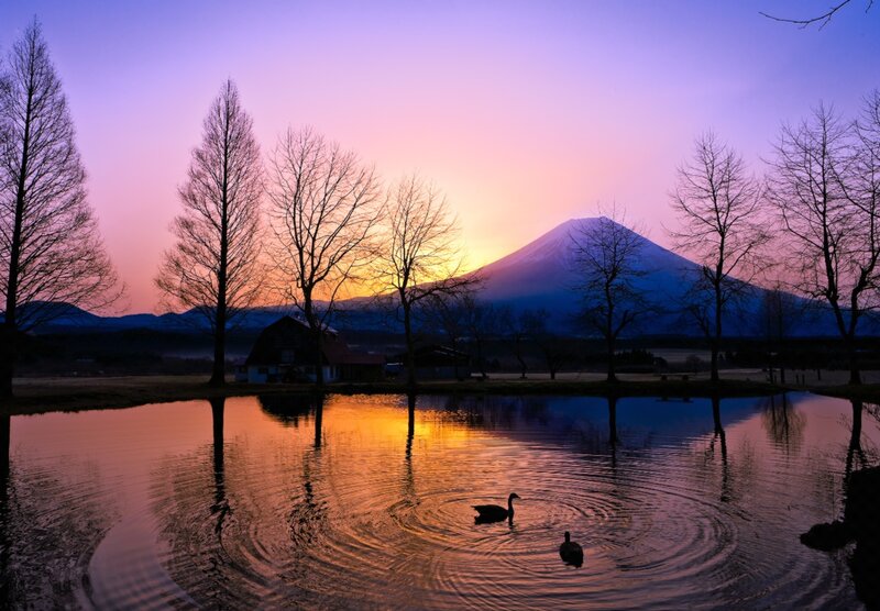 Ducks Swimming in Pond — Purple