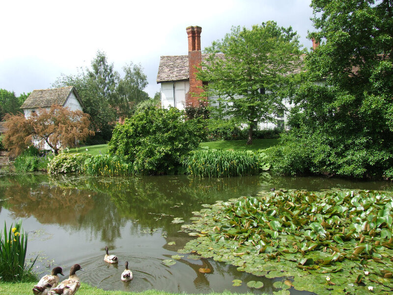 Ducks Swimming in Pond