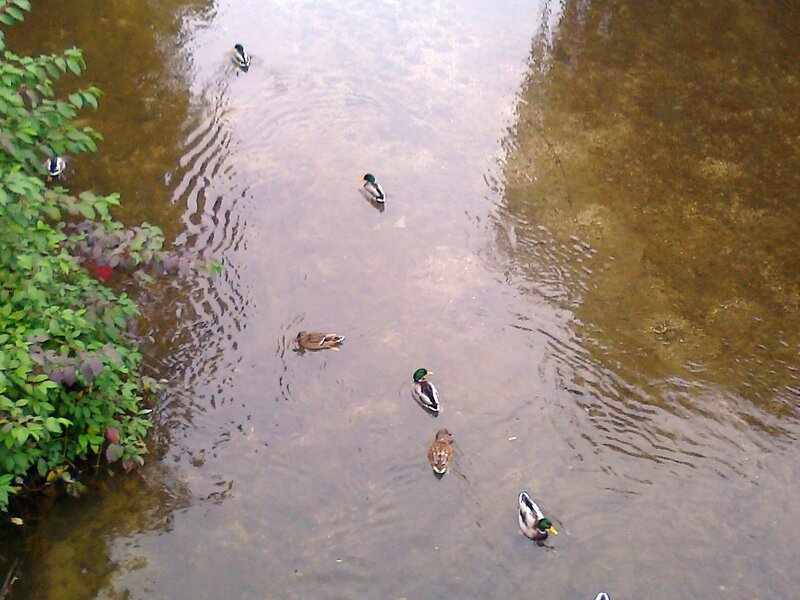 Ducks Swimming in River — Brown