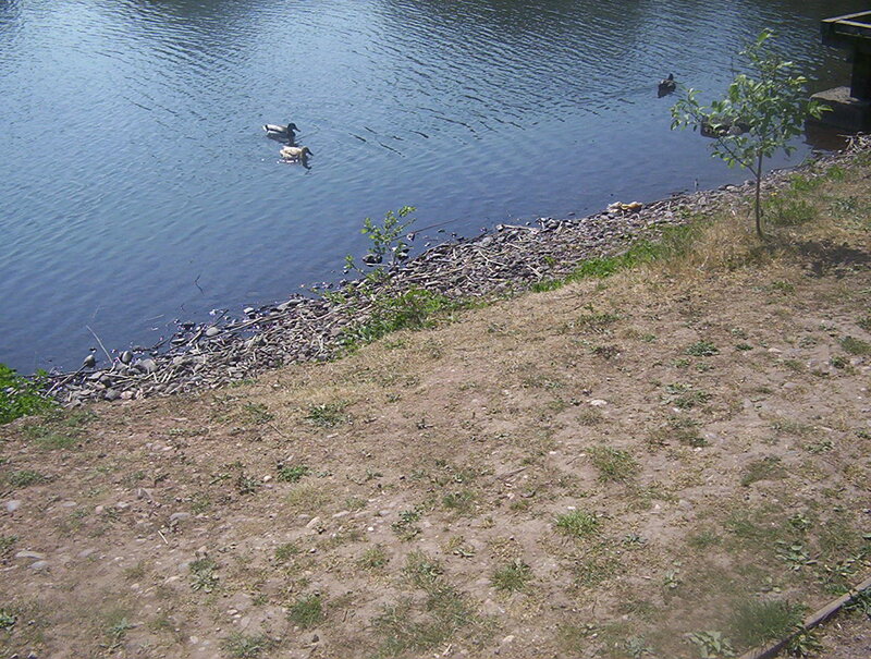 Ducks Swimming in River