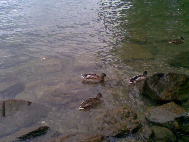 ducks swimming in shallow water
