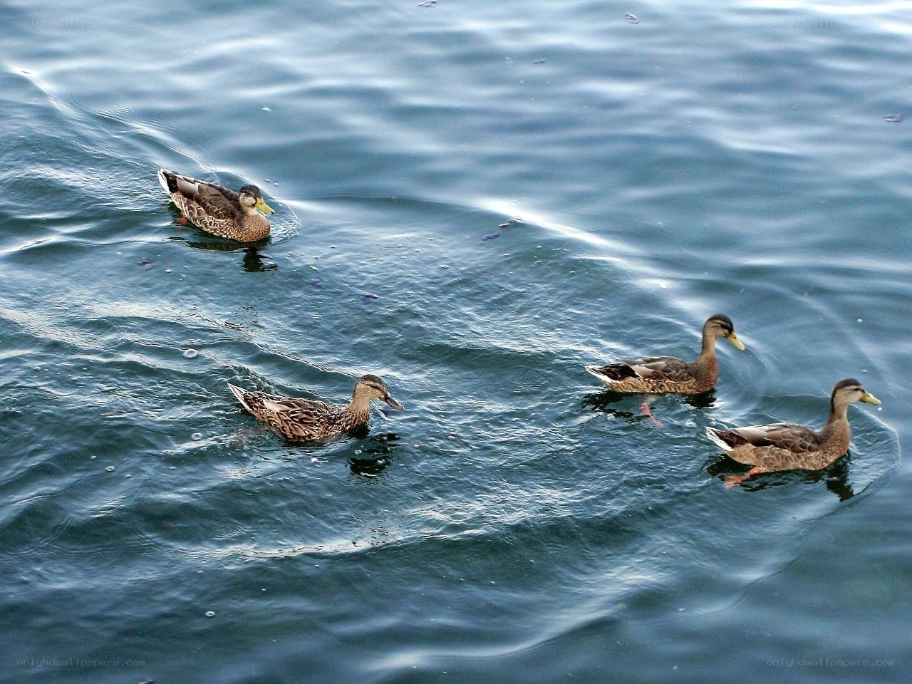 ducks swimming in water