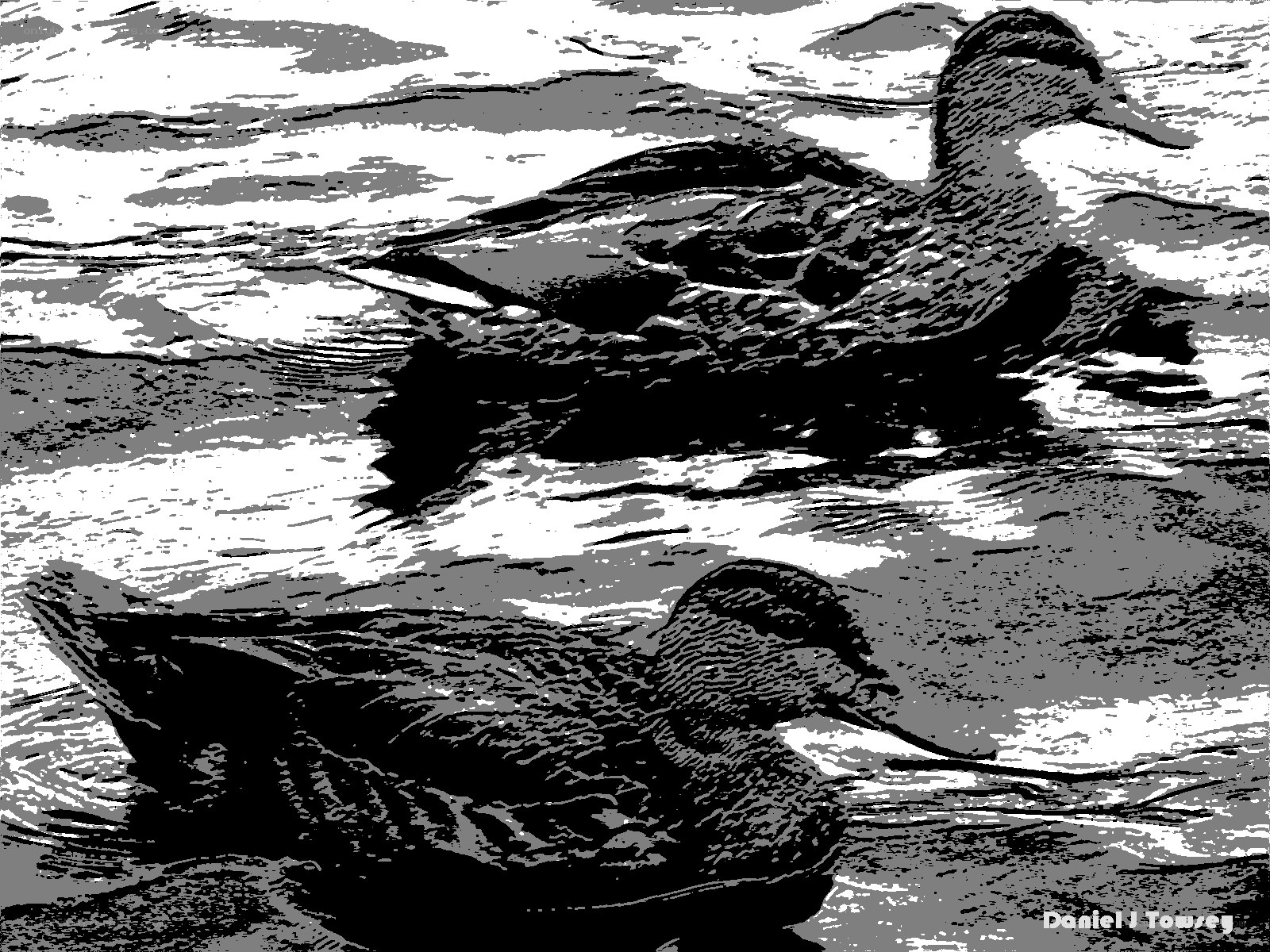 Ducks swimming in water
