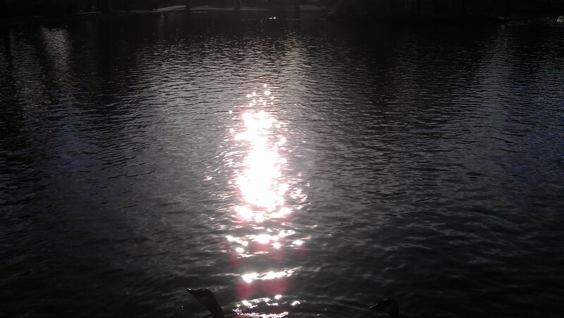 Ducks Swimming in Water — Black