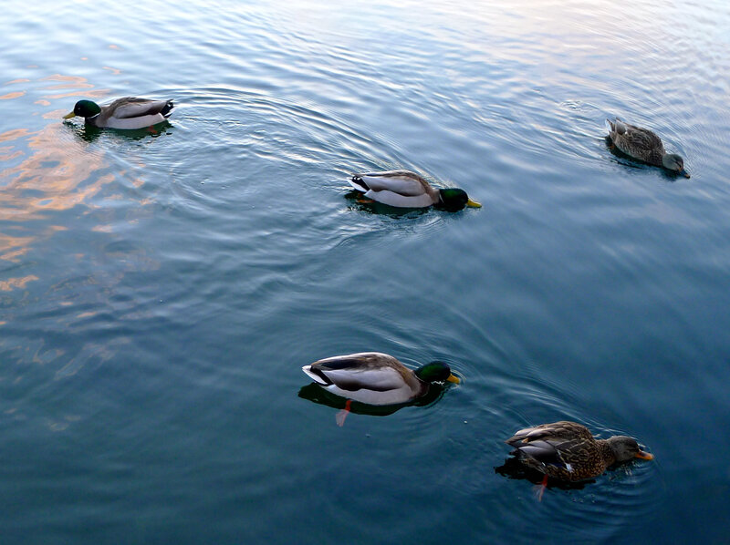 Ducks Swimming in Water — Blue, Calm, Sunset