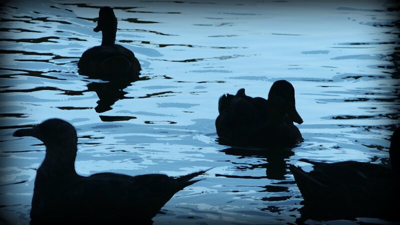 Ducks Swimming in Water — Blue, Calm