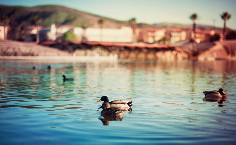Ducks Swimming in Water — Blue, Serene