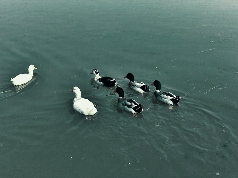 Ducks Swimming in Water — Green, Calm
