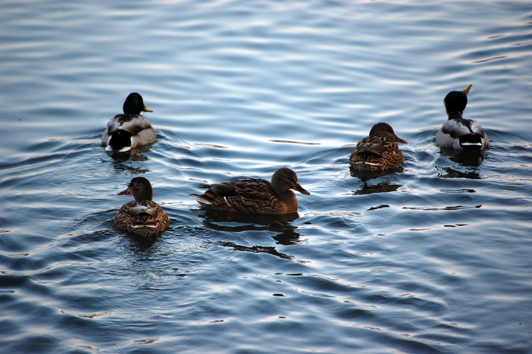 ducks swimming in water