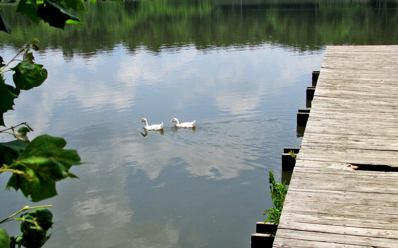 ducks swimming near a dock