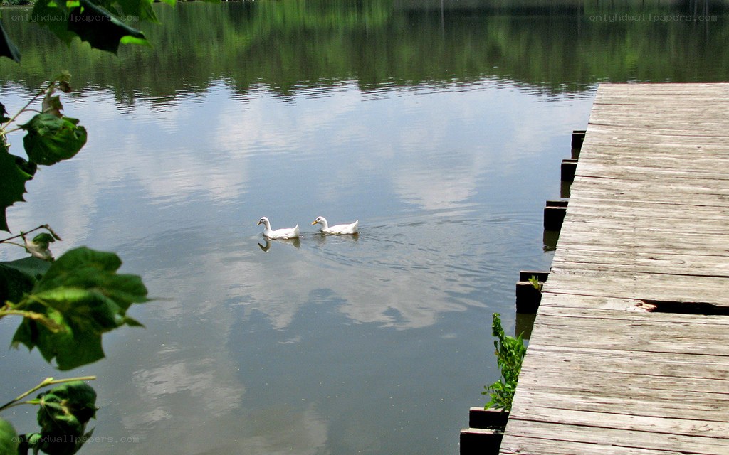 ducks swimming near a dock