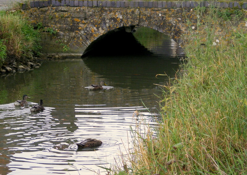 ducks swimming under a stone bridge