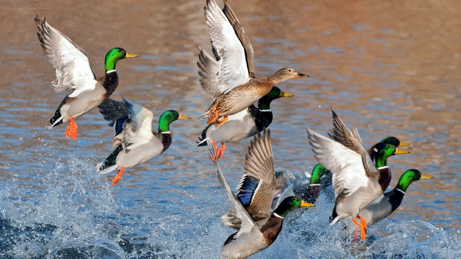 Ducks taking flight from water