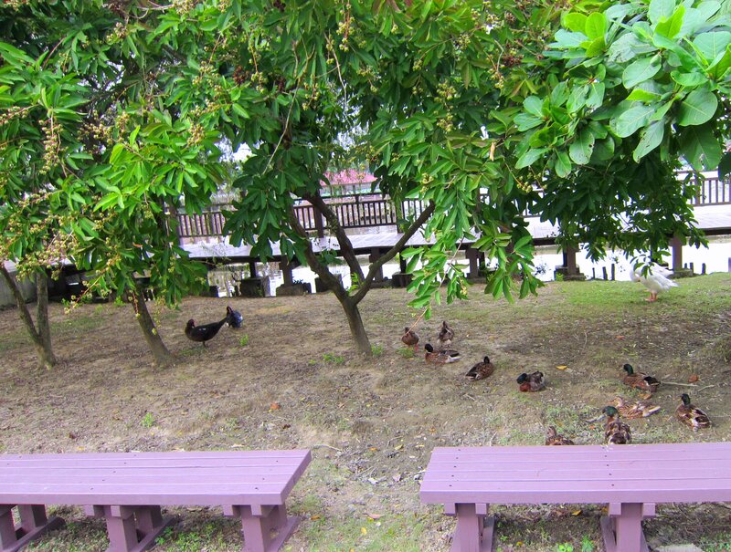 Ducks under Trees