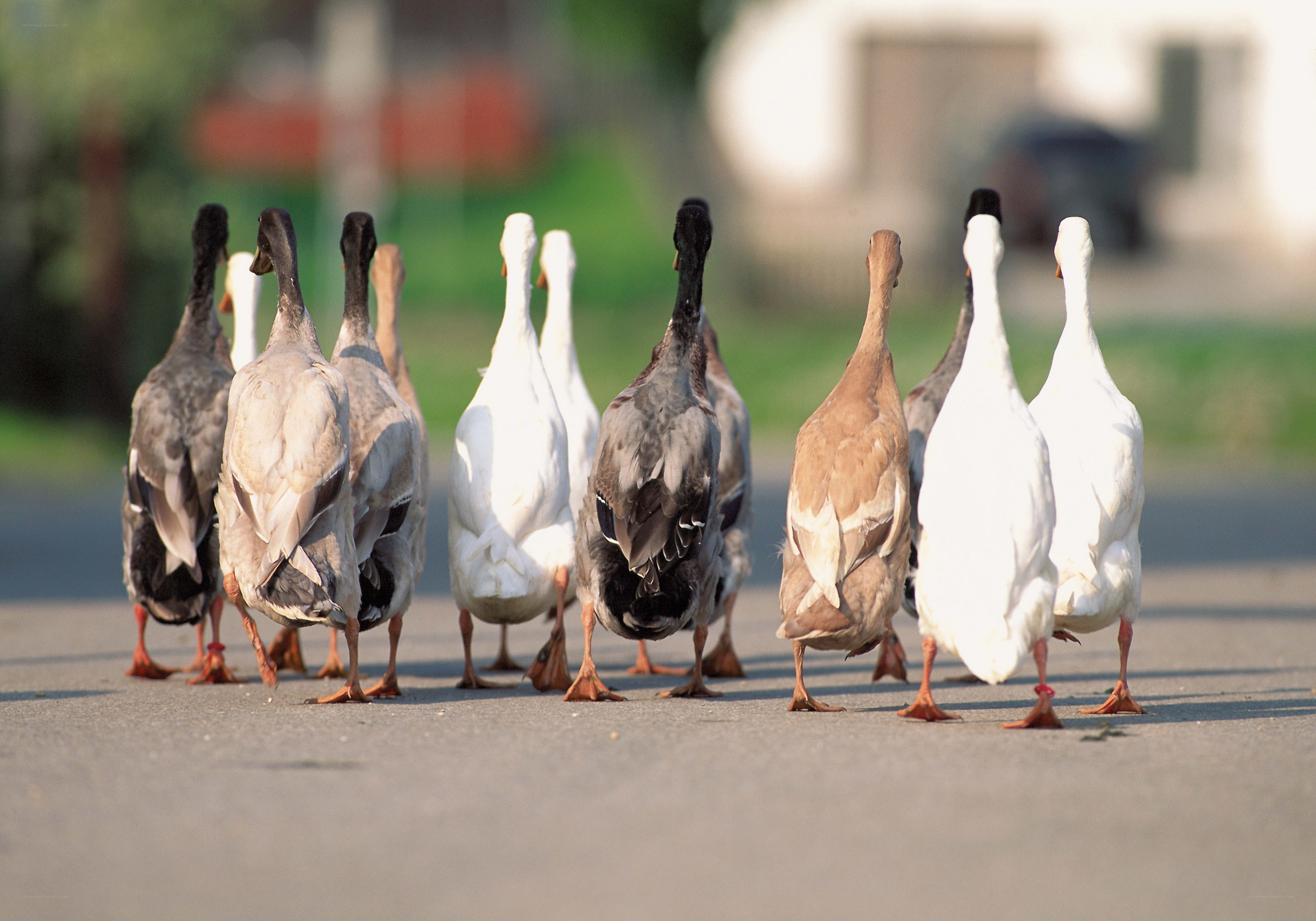 ducks walking in a line