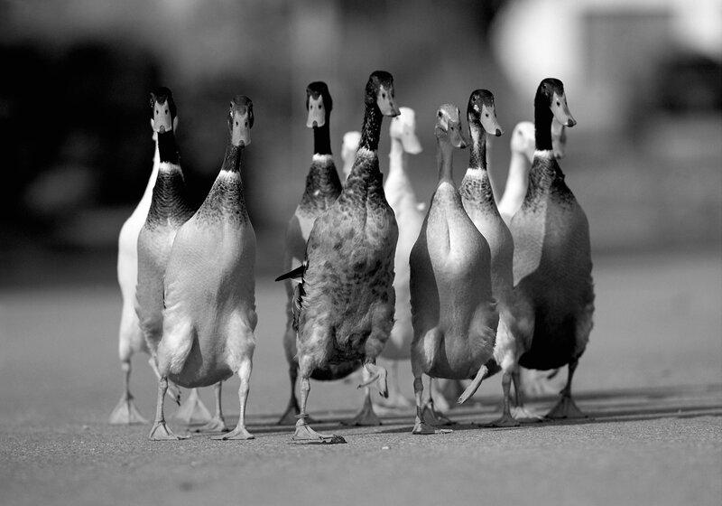 Ducks Walking in Line