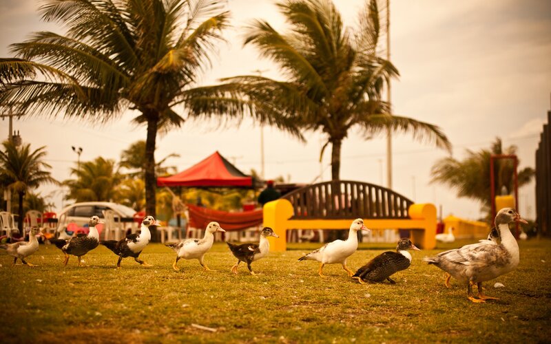 Ducks Walking on Grass