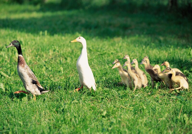Ducks with ducklings in a field