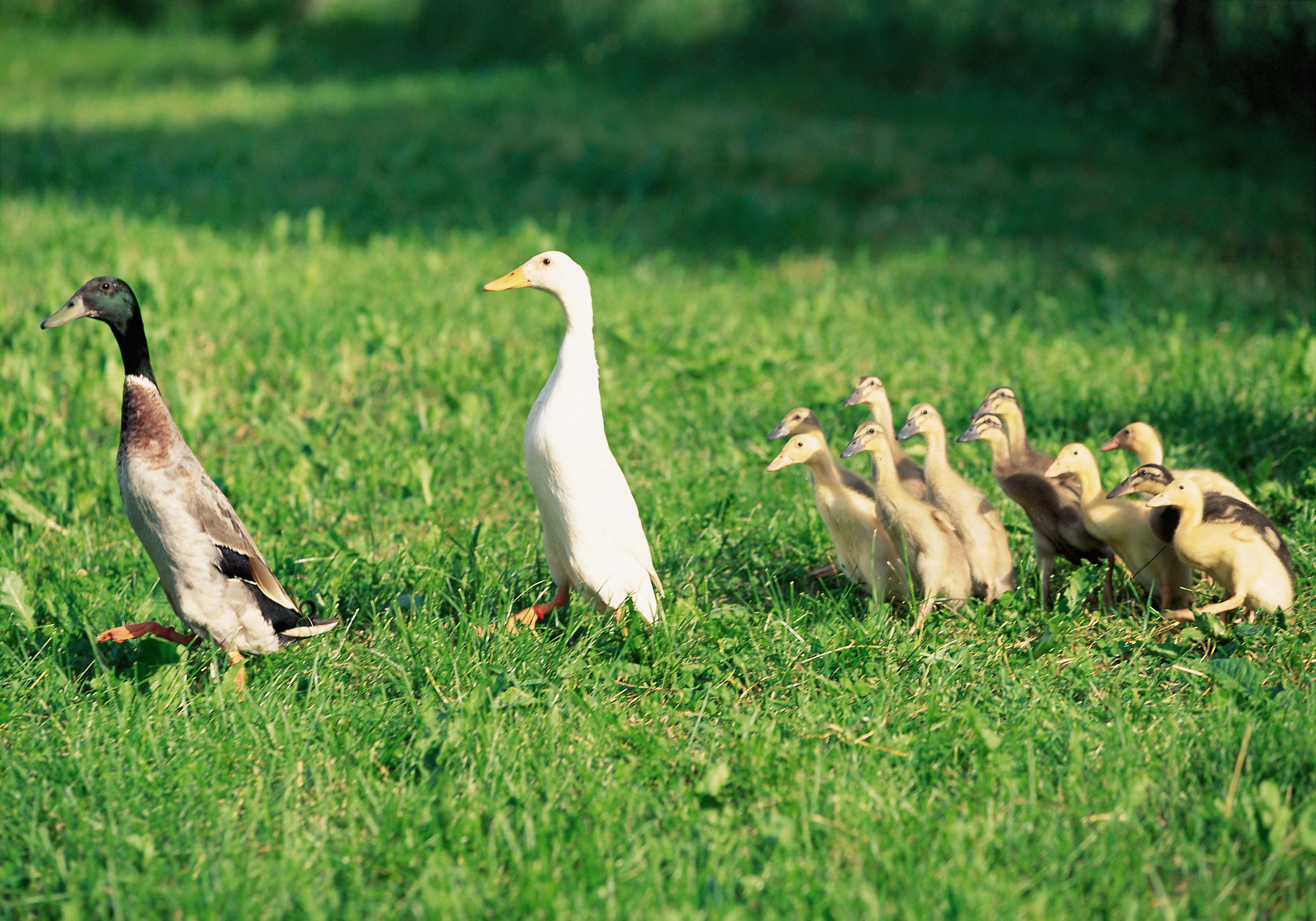 Ducks with ducklings in a field