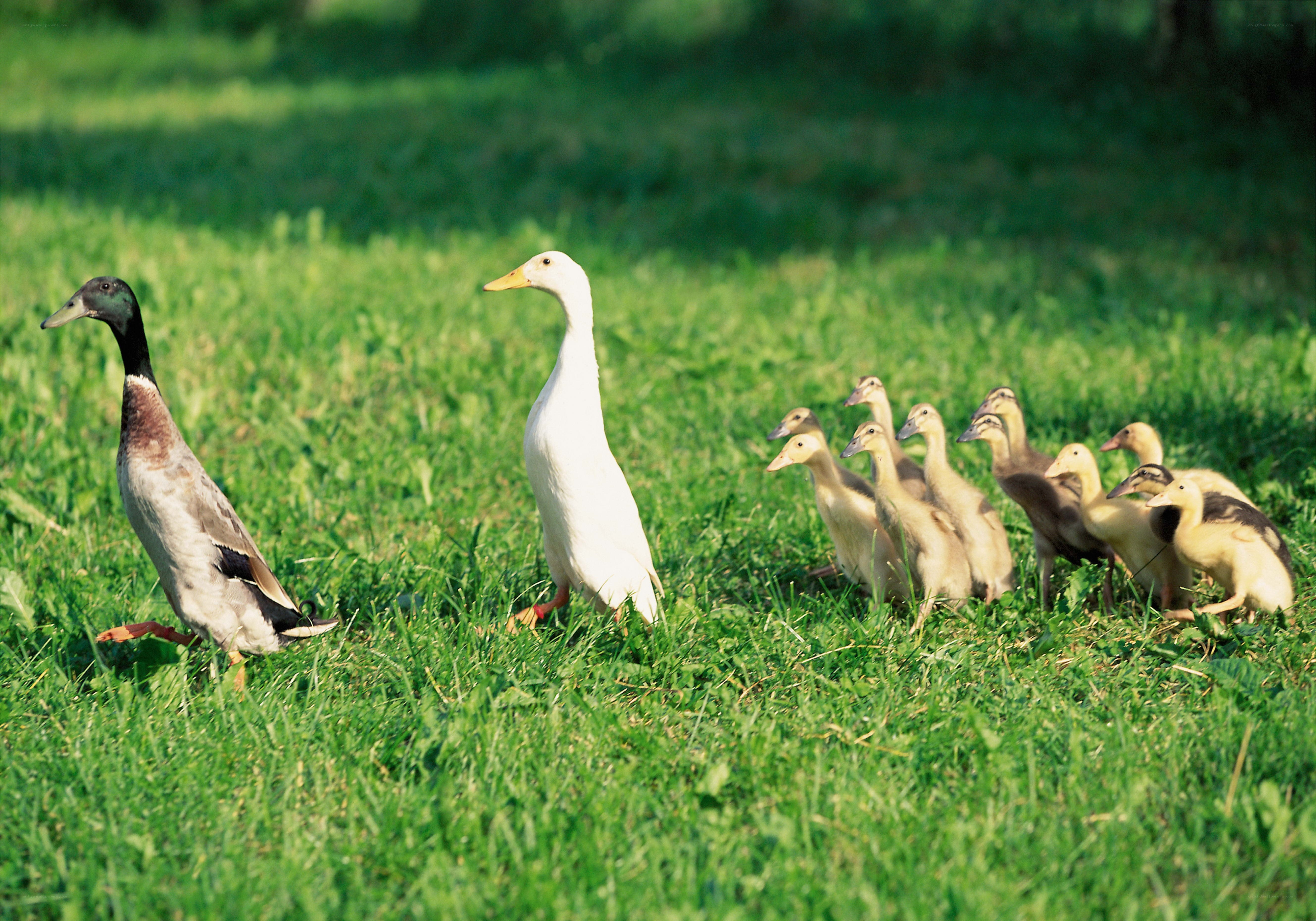 Ducks with ducklings in a field