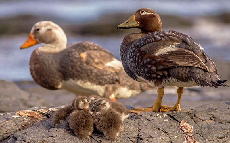 Ducks with Ducklings